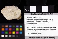 Foto (Objket + Etiketten) von Bullariscus patruliusi (Robins et al., 2013) 